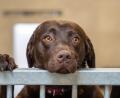 Bild: Franka Eichl
Einer der drei Labradore, die bisher noch nicht vermittelt werden konnten. Die Hunde wurden Anfang des Jahres unterernährt ins Weidener Tierheim gebracht.