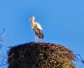 Bild: gz
Der Storch hat vom Horst aus den besten Blick auf seine Sommerresidenz in Eslarn.