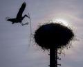 Bild: Pia Bayer/dpa
Die Silhouette eines Storchs zeichnet sich im Gegenlicht der Sonne ab, während er mit einem Zweig im Schnabel auf seinem Horst in Untermerzbach landet.