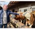 Bild: Gabi Schönberger
Georg Bocka mit den Kalbinnen, die er auf seinem Hof aufzieht. Die Tiere sind für den Landwirt nicht nur Arbeit, sondern auch Hobby.
