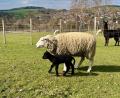 Bild: Martina Schißlbauer
Spaziergang mit Mama auf der Weide: Auf der Schmie-Alm in Freudenberg wurde heuer ein komplett schwarzes Schaf geboren.