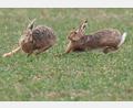 Bild: Boris Roessler/dpa
Zwei Feldhasen laufen über ein Feld. Meister Lampe breitet sich wieder in Deutschland aus – hat aber auch mit einer neuartigen Krankheit zu kämpfen. (Symbolbild)