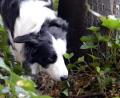 Symbolbild: Julian Stratenschulte/dpa
Ein Border Collie schnüffelt durch sein Revier: In Furth im Wald hatte nun eine 59-Jährige Hundeleckerlies und Fleisch ausgelegt, um Füchse anzufüttern.