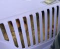 Bild:  Grenzpolizeiinspektion Selb
Drei Zwergspitz-Welpen entdeckte die Grenzpolizeiinspektion Selb in einer Hundetransportbox. Die Dokumente der Tiere waren gefälscht.