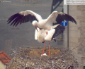 Bild: Webcam Stadt Weiden
Die Storchen-Webcam lässt keinen Zweifel zu: Das Storchenpaar in Weiden erwartet dreifachen Nachwuchs – und turtelt wie am ersten Tag.