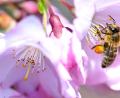 Bild: Sven Hoppe/dpa
„Die geheimnisvolle Welt der Bienen“ gibt es jetzt im Programm von Disney+ zu sehen. Hier sammelt eine Biene in einer Kirschblüte in München Pollen. (Archivbild)