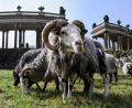 Bild: Jens Kalaene/dpa
Insgesamt 35 Schafe weiden im Park Sanssouci derzeit auf der Wiese am Rossbrunnen und helfen bis November bei der ökologischen Wiesenpflege von 15 Hektar Grasfläche.