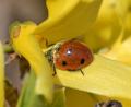 Bild: Michael Bahlo/dpa
Ein Marienkäfer sitzt auf einer Blüte einer Forsythie in Werder (Havel).