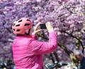 Bild: Malin Wunderlich/dpa
Eine Frau macht Fotos von den Kirschblüten im Olympiapark in München.