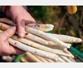 Symbolbild: Daniel Karmann/dpa
Nach der Ernte wird der Spargel gewaschen, sortiert und für den Verkauf vorbereitet. Auf dem Brunnerhof in Neubau bei Weiden ist die Ernte der Saison 2026 angelaufen. Bis Mitte Juni werden dort in Handarbeit rund 6 Tonnen Spargel gestochen.