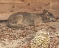 Bild: Umweltbehörde Hamburg/dpa
Der Wolf, der eine Frau in Hamburg verletzt hat, lag in einer Wildtierauffangstation bei Sachsenhagen. (Handout)