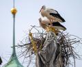 Bild: Peter Kneffel/dpa
Die Störche wollen auf dem Haupt der Mutter Gottes ihr Nest bauen.