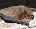 Bild: Stiftung "Fledermaus"
Fledermaus-Experte Rolf Dorn ist sich ziemlich sicher, dass es sich bei den Gästen von Familie Raab in Fensterbach um die Zwergfledermaus "Pipistrellus pipistrellus" (Bild) oder die Mückenfledermaus handelt.