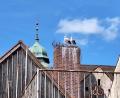 Bild: bl
Das neue Storchenpaar in Pfreimd scheint ein städtisches Umfeld zu bevorzugen und hat hier auf dem selbst gebauten Horst zwischen Rosengasse und Marktplatz einen guten Blick auf den Kirchturm.