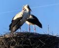 Bild: Geschichtspark Bärnau-Tachov
Das Bärnauer Storchenpaar ist zurück in seinem Horst auf einem abgesägten Baum beim Geschichtspark.
