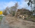 Bild: Jonas Storch
Der Holzberg, der bei der Durchforstung im Bereich der Schmelitzhöhe entstand, war durchaus beträchtlich.
