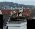 Screenshot: Andreas Ascherl
Gestatten, das sind Adele und Bartl, die beiden Störche auf dem Bootshaus in Amberg.