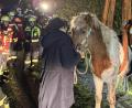 Bild: mde
Pferd Djarfur wurde von Hilfskräften der Polizei und Feuerwehr gerettet.