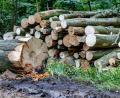 Bild: Axel Heimken/dpa
Geschlagene Buchenstämme liegen an einem Waldweg. (zu dpa: „Etwas mehr Holz 2025 im Staatswald geerntet“)