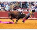 Bild: Joaquín Corchero/EUROPA PRESS/dpa
Der mehr als 500 Kilogramm schwere Bulle Clandestino spießte den Star-Torero von hinten auf.
