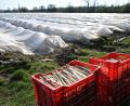 Bild: Michael Brandt/dpa
Teure Handarbeit: Spargelanbau in Deutschland. (Archivbild)