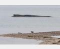Bild: Ulrich Perrey/dpa
Auch am Morgen lag der Wal auf der Sandbank vor Niendorf.