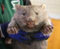 Bild: Tobias Junghannß/dpa
Wonneproppen: Ein Wombat-Baby wird im Bergzoo in Halle gehalten.