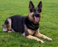 Bild: Stefan Puchner/dpa
Die Polizei ermittelt nun gegen die Hundehalterin. (Symbolbild)