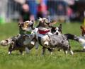 Bild: Petr David Josek/AP/dpa
Prag: Kurze Beine, großes Tempo – Corgis beim tschechischen Corgi Run