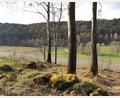 Archivbild: Portner
An der Verbindungsstraße von Dautersdorf nach Jedesbach, nahe der Abzweigung zur Schönbuchenkapelle (im Hintergrund), sollte in Naturfriedhof entstehen. Die Thansteiner sprachen sich am Sonntag bei einem Bürgerentscheid aber eindeutig gegen dieses Vorhaben aus.