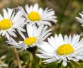 Bild: Frank Hammerschmidt/dpa
Gänseblümchen und Co. einfach stehenlassen: Was Gartenbesitzer zugunsten der Artenvielfalt beachten sollten. (Symbolbild)