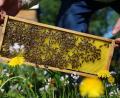 Bild: Karl-Josef Hildenbrand/dpa
Ein Imker hat nach einem Bienenstich einen anaphylaktischen Schock erlitten. (Symbolbild)