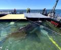 Bild: Jens Schwarck/Rettungsinitiative/dpa
Bald soll der Buckelwal vom Kahn schwimmen.