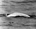 Bild: picture alliance / dpa
Weißer Wal im trüben Rhein: Fast einen Monat lang war Moby Dick 1966 zwischen Duisburg und Rheinland-Pfalz unterwegs.