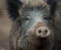 Bild: Lino Mirgeler/dpa
Übler Gestank: Acht Wildschweinkadaver waren in dem Anhänger gelagert. (Symbolbild)