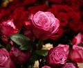 Bild: Soeren Stache/dpa
Die Rose ist die mit Abstand beliebteste Schnittblume in Deutschland. (Archivbild)