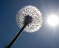 Bild: Stefan Puchner/dpa
Sonne satt ist für die kommenden Tage in Bayern angekündigt. (Archivbild)