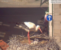 Screenshot: Webcam Stadt Weiden
Die Storchenjungen schmiegen sich eng aneinander. Sie sind erst knapp eine Woche alt. Mama Storch (sie trägt den Ring links) kümmert sich um den Nachwuchs, während ihr Partner auf Futtersuche ist.