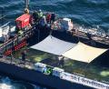 Bild: Christoph Reichwein/dpa
Ostsee bei Aarhus: Buckelwal auf großer Reise – Schlepper „Fortuna B“ zieht die Barge Richtung Nordsee