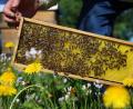 Bild: Karl-Josef Hildenbrand/dpa
Noch sind die bayrischen Bienen auf der sicheren Seite. Experten rechnen aber damit, dass sie bald von einer neuen Milbe befallen werden. (Archivbild)