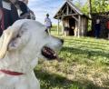 Bild: gri
"Alexa" hat den Ausflug zur Tiersegnung bei der Holzscheitlkapelle genossen.