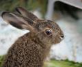 Bild: Malin Wunderlich/dpa
Der kleine Feldhase wird in einer Münchner Wildtierstation aufgepäppelt.