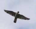 Bild: Patrick Pleul/dpa-Zentralbild/dpa
Das erste Küken des Jahres der Wanderfalken auf der Nürnberger Kaiserburg ist da.