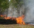 Bild: Manuel Genolet/dpa
Der Waldbrand in Jüterbog in Brandenburg breitet sich aus