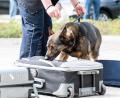 Bild: Hauptzollamt Regensburg
Zollhund "Cessy" in Aktion.