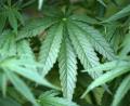 Bild: Oliver Berg/dpa
Ein 49-Jähriger hat Marihuana (Symbolbild) im größeren Stil angebaut und verkauft. Das Schöffengericht Weiden hat ihn zu einer Bewährungsstrafen verurteilt.