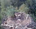 Bild: Webcam Stadt Eschenbach
Die Fischadler am Rußweiher in Eschenbach sind mitten im Brutgeschäft. Seit 27. April 2026 liegen vier Eier im Horst. Eines davon ist schneeweiß – eine Besonderheit.