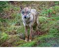 Bild: Armin Weigel/dpa
Ein Wolf ist in die Innenstadt von Füssen gelaufen. (Archivbild)