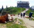 Bild: Angelika Warmuth/dpa
Das Rotwandhaus ist ein beliebtes Wanderziel. (Archivbild)