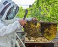 Bild: Stephan Huber
Alexander Lotter gibt sein Wissen über Bienen im Kindergarten An der Allee an die Kinder weiter– hier holt er gerade einen Brutrahmen mit Waben aus dem Bienenkasten.